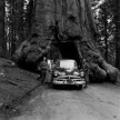 Wegner i USA Redwood
